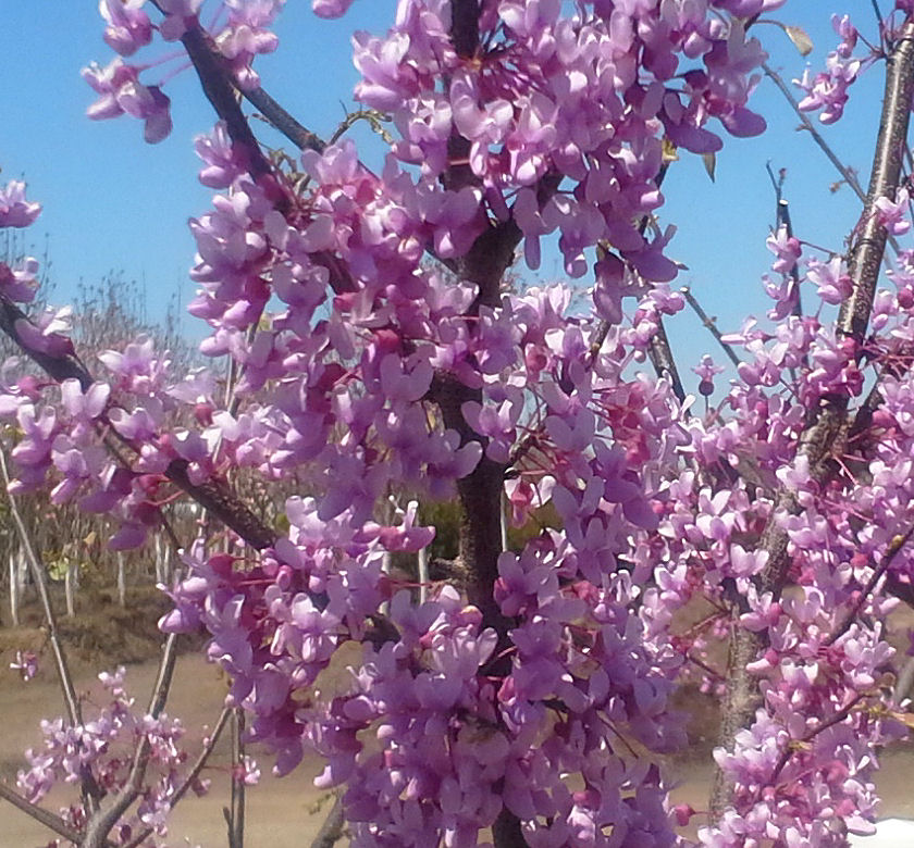 Ace Of Hearts Redbud Natorp's Online Plant Store
